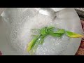 how to make snow taro វិធីធ្វើត្រាវព្រិល วิธีทําเผือกหิมะ