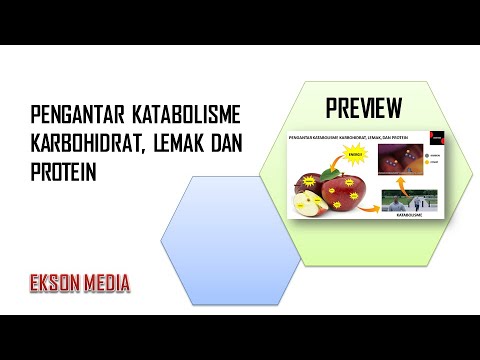 Pengantar Katabolisme Karbohidrat, Lemak Dan Protein | Biologi Kelas ...