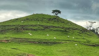 البرازيل: جلسة عربية لاتينية🇸🇦🇧🇷🌵🌹🌳