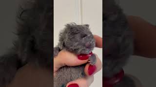 1 Day Old British Blue Shorthair Kitten #cat #britishshorthaircat #bshcat #britishshorthairkittens