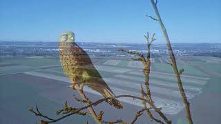 Januarwanderung auf der Filderebene mit Turmfalke, Buntspecht, Bussard und anderen heimischen Vögeln