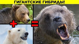 Самые Жуткие Гибриды Животных