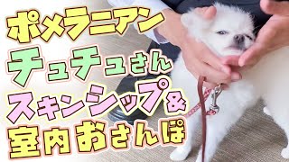 【ポメラニアン】撫でられるとついじゃれちゃう「ポメラニアンのチュチュさん」のリードを付けた室内指示・お散歩トレーニングの様子をお送りします！！【スキンシップ】