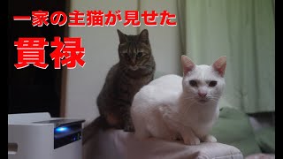 一家の主猫、猫同士のケンカを仲裁する　My  spacecat settled a quarrel