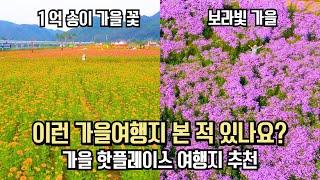 보라빛 가을 1억 송이 가을꽃을 본적있나요? 국내 가을 여행 BEST