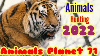 Amazing Scene of Wild Animals In 4K - Animals Planet 71 Film 2022 | 4K Graphics Videos