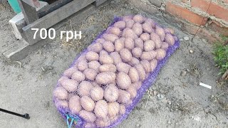 ЦіНА КАРТОПЛі ЗАШКАЛЮЄ // ОГЛЯД ПРОДУКТіВ
