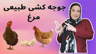 جوجه کشی طبیعی مرغ | آموزش جامع و کامل جوجه کشی طبیعی پرندگان