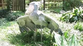 shoebill、ハシビロコウの羽干し ・ルタンガ編