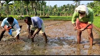 ലോക്ഡൗണിൽ മണ്ണിലേക്കിറങ്ങി യുവാക്കൾ; വിതയ്ക്കുന്നത് അപൂർവ്വയിനം നെൽ വിത്തുകൾ