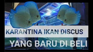 Karantina ikan discus yang baru di beli