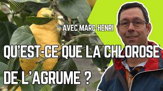 SAUVER un AGRUME de la CHLOROSE : COMMENT ÉVITER le JAUNISSEMENT des FEUILLES