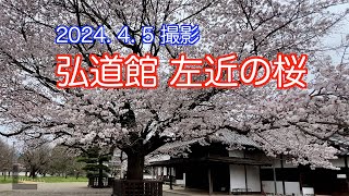 2024.4.5撮影，弘道館の左近の桜