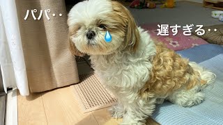 【シーズーのお留守番】パパが好きすぎてお留守番が辛すぎるわんこ【犬vlog】