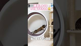 回し車で爆走しまくるサビ猫！ #shorts