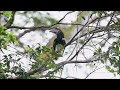 trumpeter hornbill