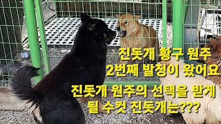 진돗개 황구 원주 2번째 발정이 왔어요. 진돗개 원주의 선택을 받게 될 수컷진돗개는???