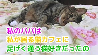 275【猫のほのぼのする話】念願の猫をゲットしたら彼女もゲットできちゃった話