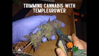 Trimming Cannabis with TempleGrower