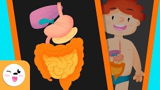 The digestive system in the human body for kids - Smile and Learn