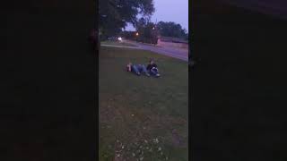 big booty judy goes down by transgender