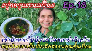 #รุ่งอรุณขนมจีน#Ep.18ยำใบบัวบกโคก#บัวบกป่า#บัวบกโขด#บัวบกโคก