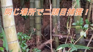 イノシシ捕獲8【くくり罠】【有害鳥獣駆除】