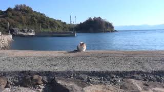 防波堤で遊ぶ猫たち Cats are playing at the breakwater＃２５６１　防波堤に猫たちが集まってきました。Cats gather at the breakwater