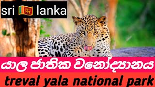 yala national park sri lanka||කොටියගෙ පැනිල්ල කොහොමද 😍 #kandyhelaya #travel