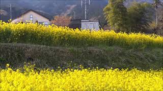 【秦野】蓑毛の淡墨桜 2021年3月