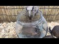 砂風呂を満喫するデグー degu enjoying the sand bath