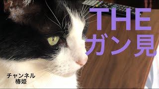 [ちびっ子帰った]平穏が訪れたハチワレ猫の棗[black and white cat][하찌와레 고양이][黑白猫]