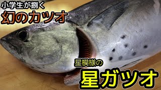 【幻のカツオ】ホシガツオを小学生が捌く