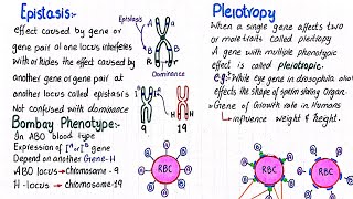 Epistasis | Bombay phenotype | Pleiotropy | class 12