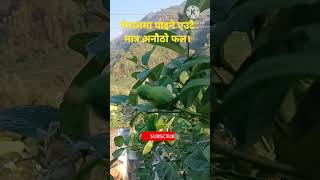 नेपालमा पाइने एउटै मात्र अनौठो फल। #sangita #trending #viral #shortvideo #youtubeshorts #shorts