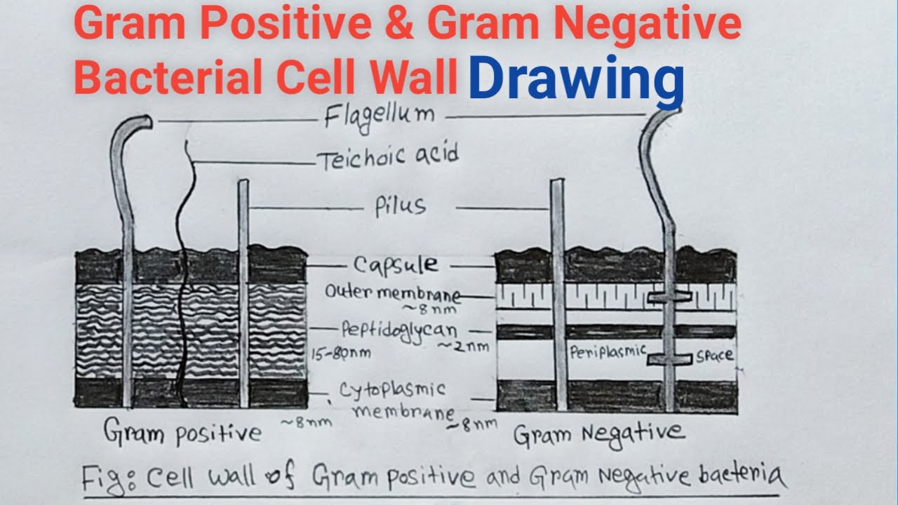 Gram Positive And Gram Negative Bacterial Cell Wall Drawing / Bacterial ...