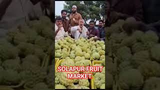 SOLAPUR FRUIT MARKET..#fruit#marketing#lilav#youtubeshorts #solapurnews#apmc