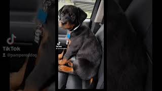 @Rottweiler dog Tyson 🐕 🤎