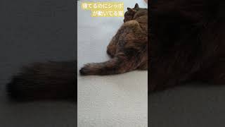 #猫 の定点カメラ　寝てるのにシッポだけ動いてる　#shorts