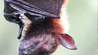 Malayan Flying Fox