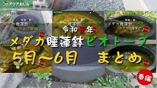 メダカ睡蓮鉢ビオトープ令和元年まとめ5月から6月春編