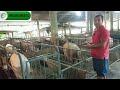 pig farming in nepal माउ बंगुरको क्रेजको साइज कति र कसरी बनाउने सम्बन्धि जानकारी भिडियोमा हेर्नुस्