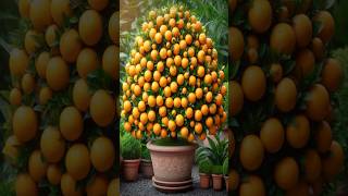 Skills in growing orange tree to harvest more oranges #farming #satisfying #shorts