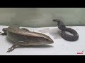 lizard vs snake