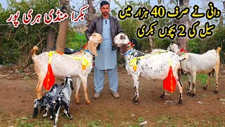 Dani Ki Bakriyan Haripur Bakra Mandi Latest Update 27 February 2025 | Naseeb Ka Soda