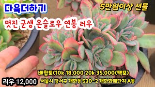 다육더하기(3) 예쁜 온슬로우 연봉군생