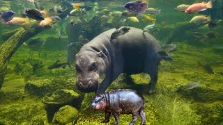 Endangered Pygmy Hippo: The Tiny Giant of the Rainforest!