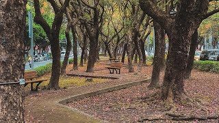 Walking along the green tunnel to the airport in Taipei city｜Taiwan walk｜台北最長綠色隧道｜4K60p