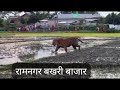 ramnagar bakhari me khet me khuleyam ghum raha tiger 🐅 viral tiger bihar wildlife westchamparan