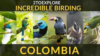 INCREDIBLE BIRDING COLOMBIA 2025